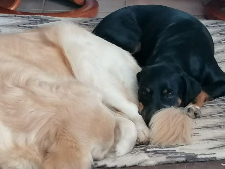 pension chien proche dampierre jura