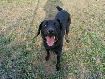 garde chien dans le Doubs près de Besancon