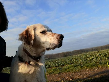pension familiale pour chien et chat Jura