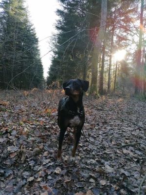 pension canine chien Doubs