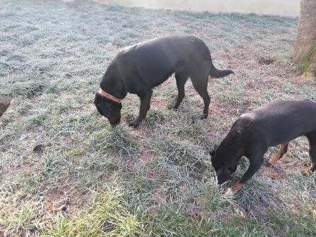 pension canine chien Doubs