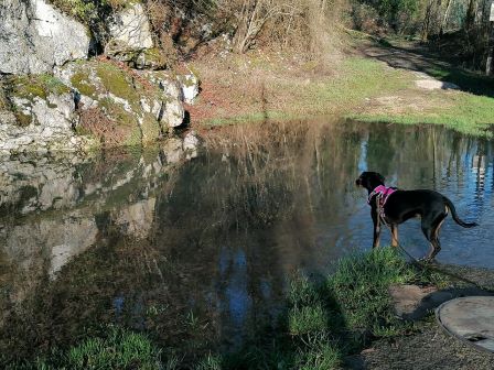 pension chien proche st vit jura