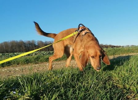 pension familiale pour chien Orchamps