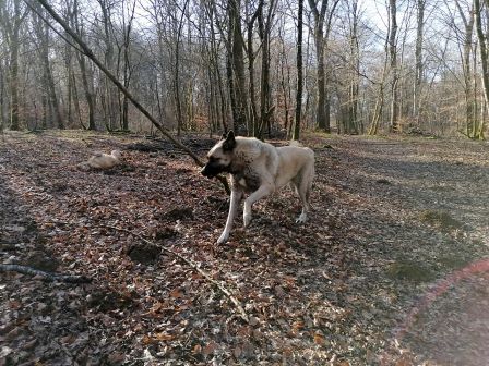 pension chien proche gendrey jura