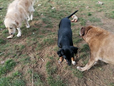 pension chien proche arbois jura