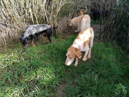 pension chien Saint vit