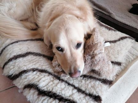 pension chien jura doubs 