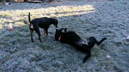 garde chien dans le Doubs près de Dole