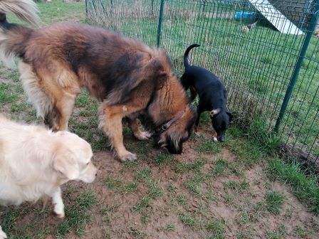 pension canine chien Doubs