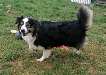 pension canine chien Saint vit