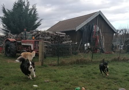 pension chien Dampierre