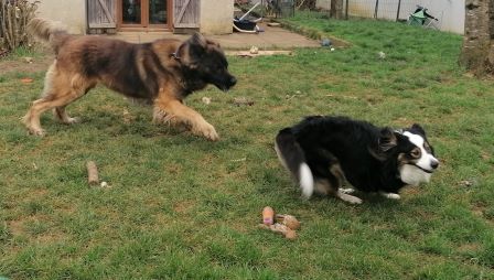 pension canine 39 et 25