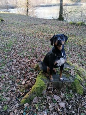 garde chien dans le Doubs près de Besancon