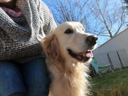 pension canine chien Doubs