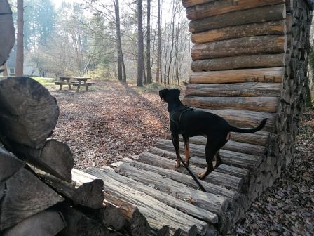 pension chien proche orchamps jura