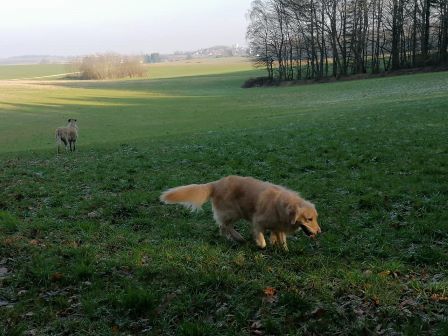 pension chien proche Dole jura