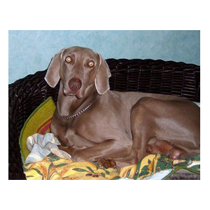 doubs pension pour chien 