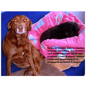 pension chien dans le Doubs