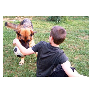 la pension familiale chien doubs