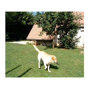 pension chien saint Vitt