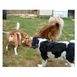 pension chien Besançon