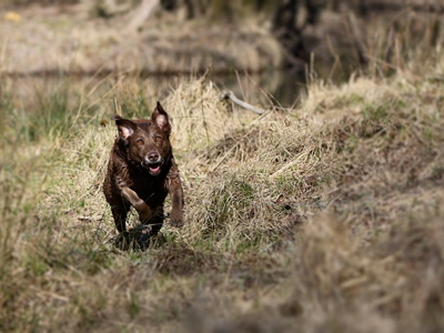 pension canine chien Doubs