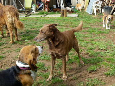 garde chien dans le Doubs près de Besancon