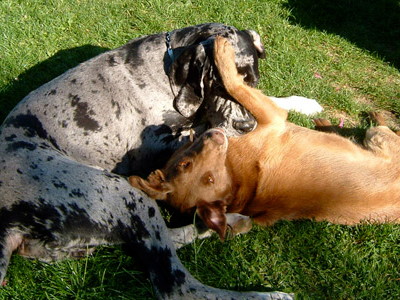 pension familiale pour chien Jura