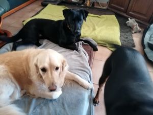 pension chien acceuillant les gros chiens