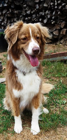 pension chien dans le jura