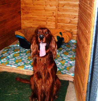 garde, chien,chalet en bois