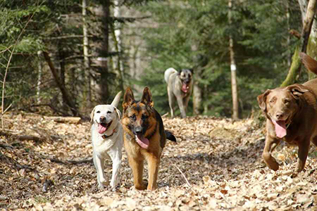 pension canine chien Doubs