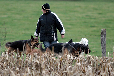 pension familiale pour chien Jura