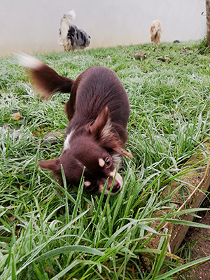 pension familiale pour chien Jura