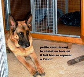 garde, chien,chalet en bois près d'Orchamp