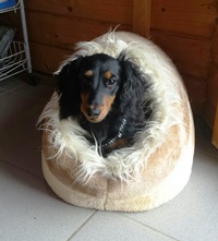 pension petit chien Doubs