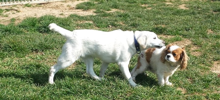 garde petit chien dans le Doubs près de Saint Vit, Orchamps