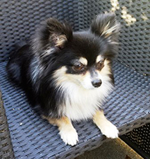 pension petits chiens dans le jura