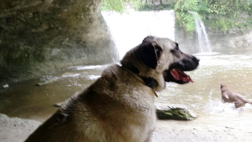 garde chien, pension canine, chalet en bois près de dole